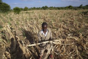 MANGWE, Zimbabwe (AP) — Delicately and with intense concentration, Zanyiwe Ncube poured her small share of precious golden cooking oil into a plastic bottle at a food aid distribution site deep in rural Zimbabwe.