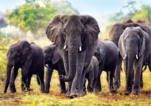 Poaching, habitat loss drive African elephants to brink of extinction