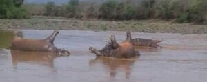 19 Hippos Die Mysteriously in Zambezi Valley, Following Rhino Deaths at Lake Chivero