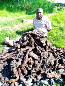 Zambian farmer faces prison penalties over buffalo meat possession