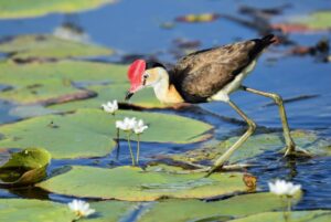 De Berg Nature Reserve designated as Ramsar site amid wetland threats