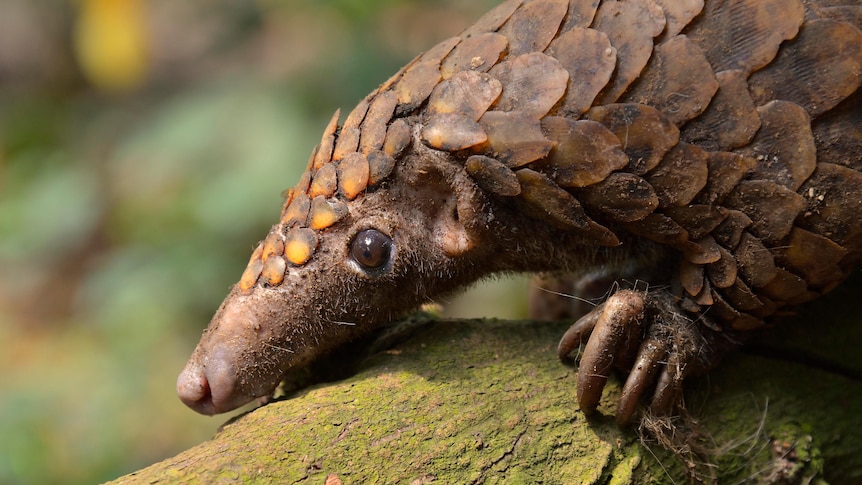 Suspected wildlife trafficking kingpin arrested in Nigeria following joint operation