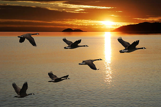 SASSCAL champions wetland conservation on World Migratory Bird Day